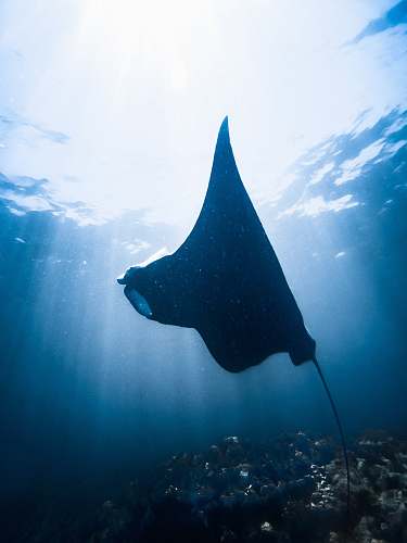 sea life black stingray underwater manta ray